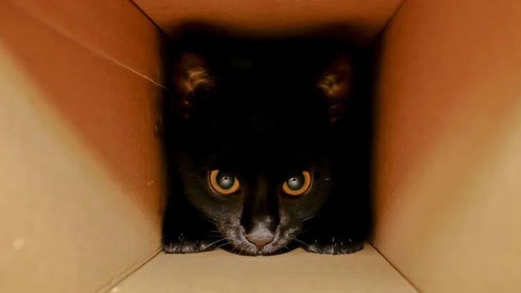 Единственное, что сегодня ученым точно известно, это то, что кошки очень любят коробки