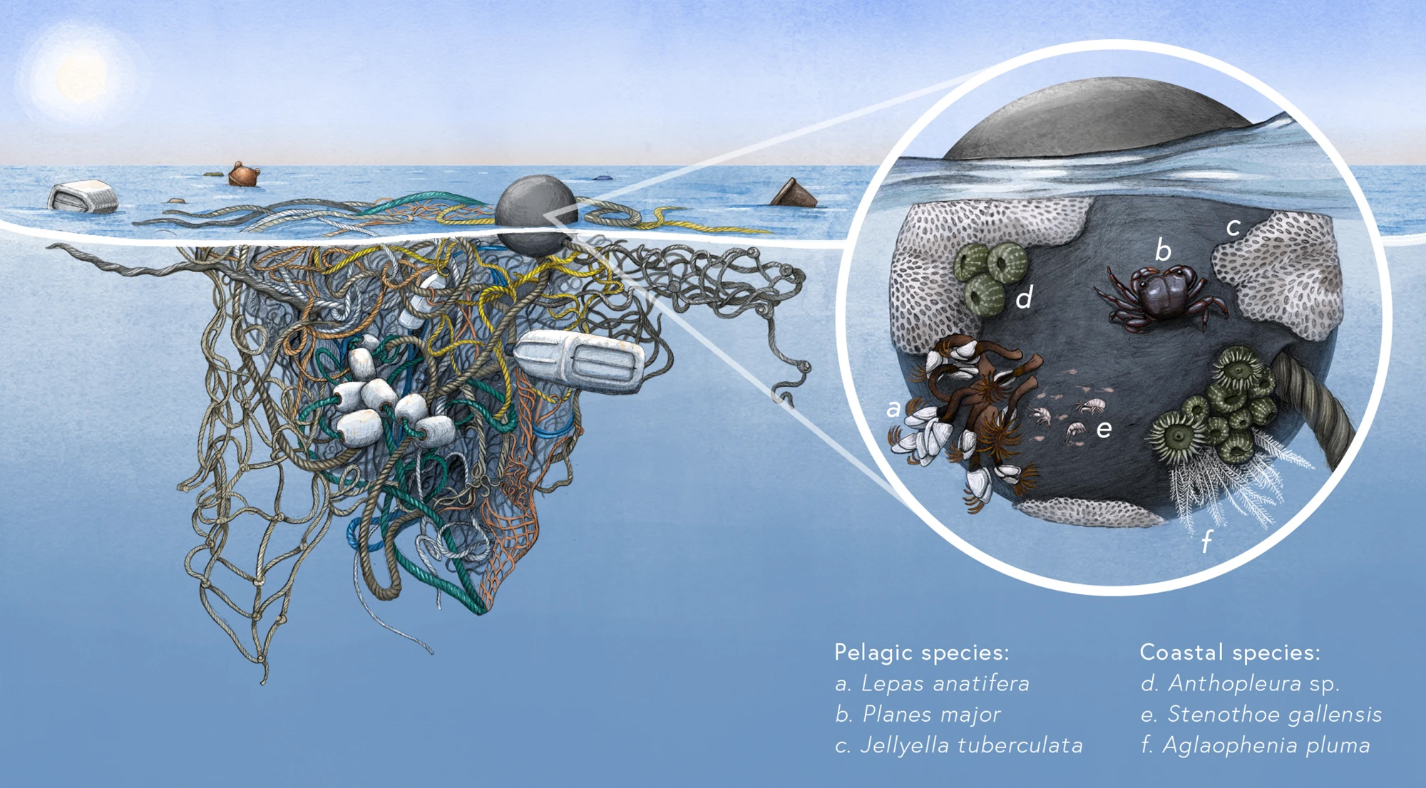 Плавающий мусор породил новый тип океанического биосообщества