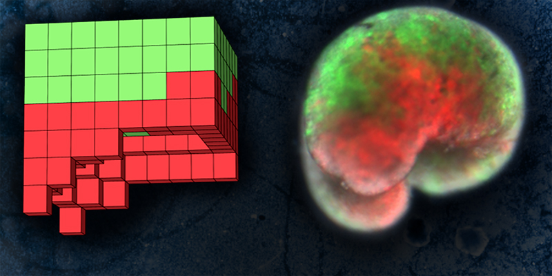 Ксеноботы сделаны из клеток кожи лягушки (зеленый) и клеток сердца (красный). Слева - компьютерный проект для дизайна, а справа — сама форма жизни Сэм Кригман, UVM